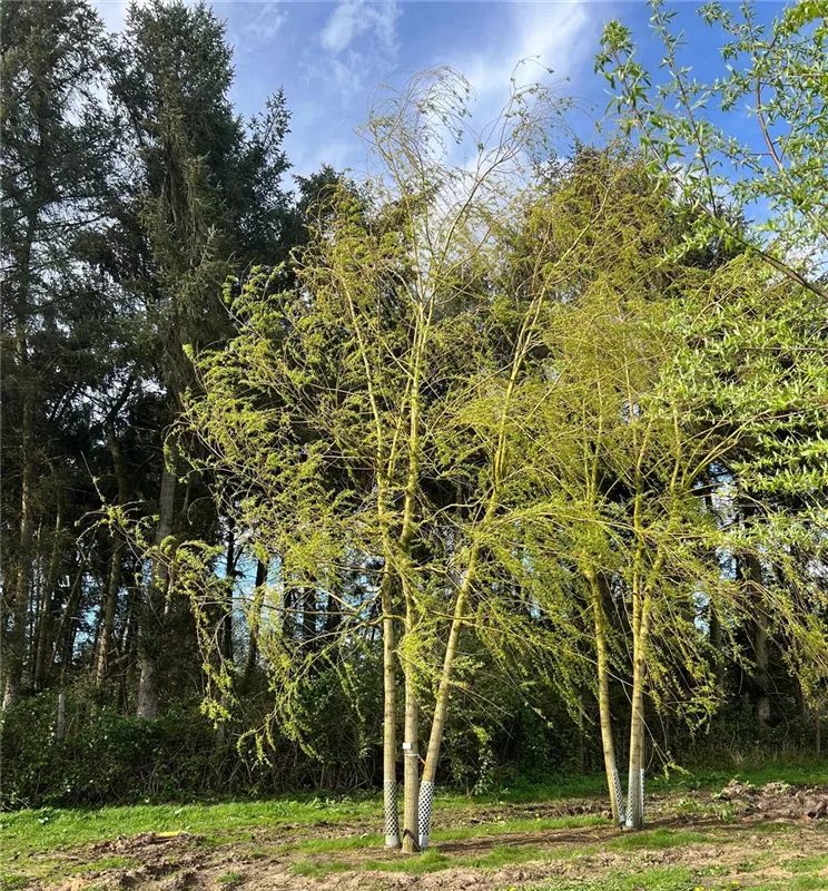 Salix alba 'Tristis'