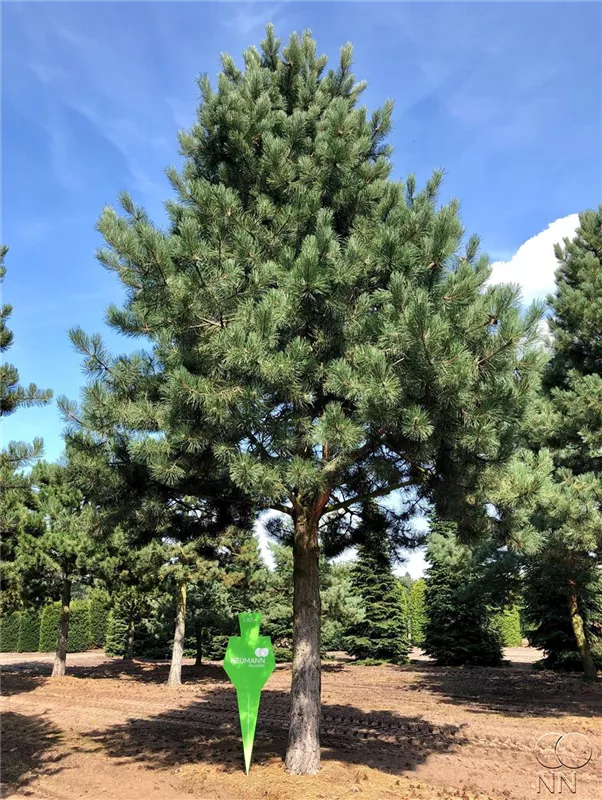 Pinus nigra ssp.nigra
