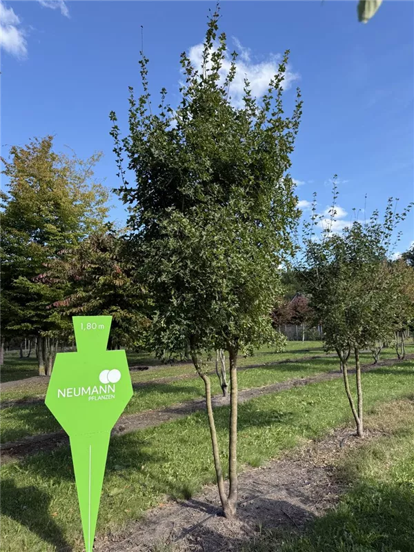 Acer monspessulanum Acer monspessulanum