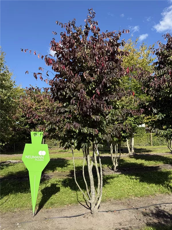 Parrotia persica Parrotia persica