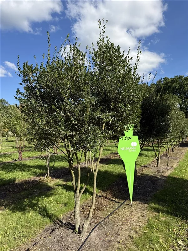Osmanthus heterophyllus Osmanthus heterophyllus