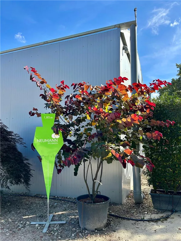 Cercis canadensis 'Forest Pansy' Cercis canadensis 'Forest Pansy'