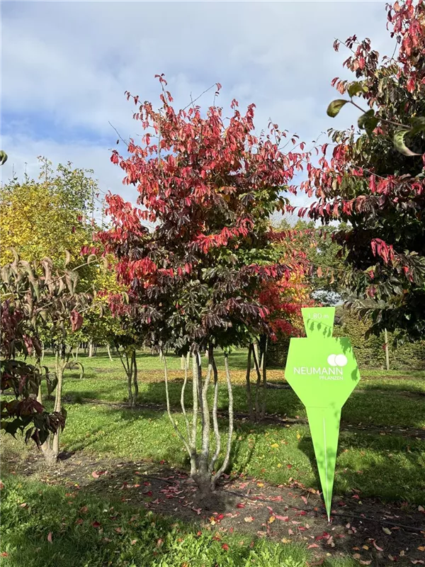 Parrotia persica 'Bella' Parrotia persica 'Bella'