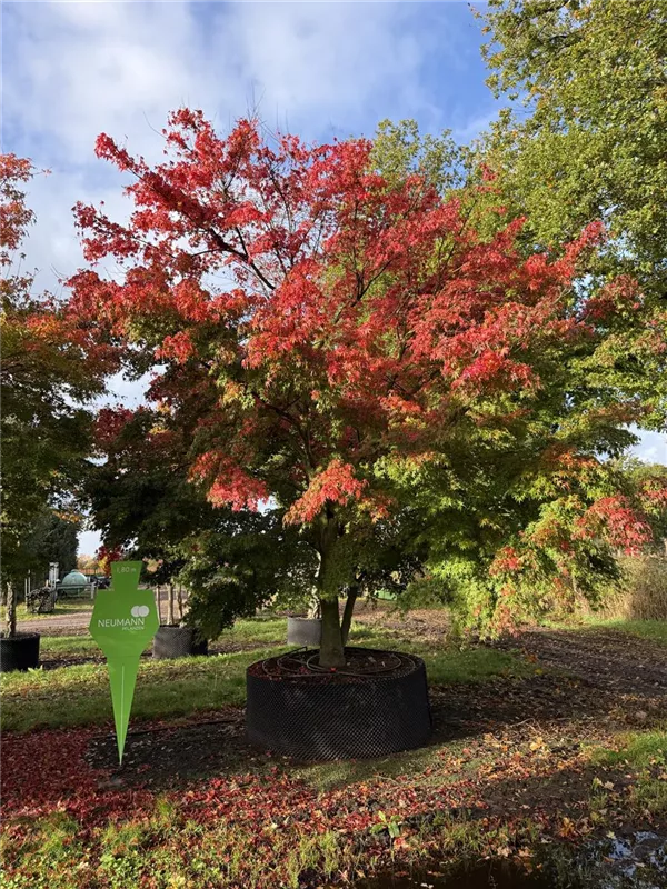 Acer palmatum Acer palmatum