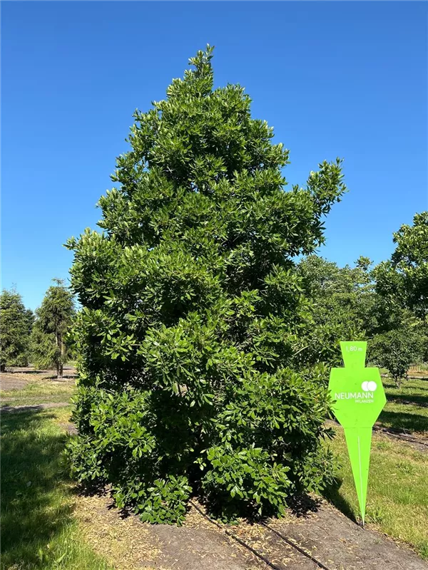 Quercus turneri 'Pseudoturneri'