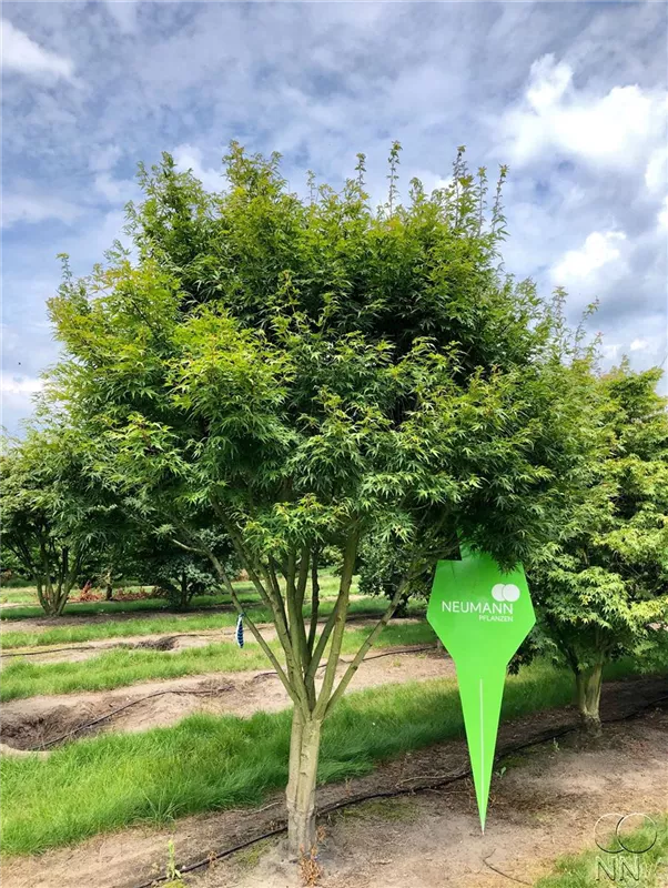 Acer palmatum