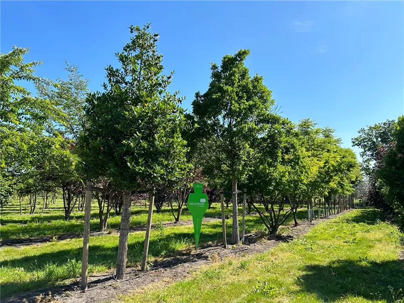 Cornus mas