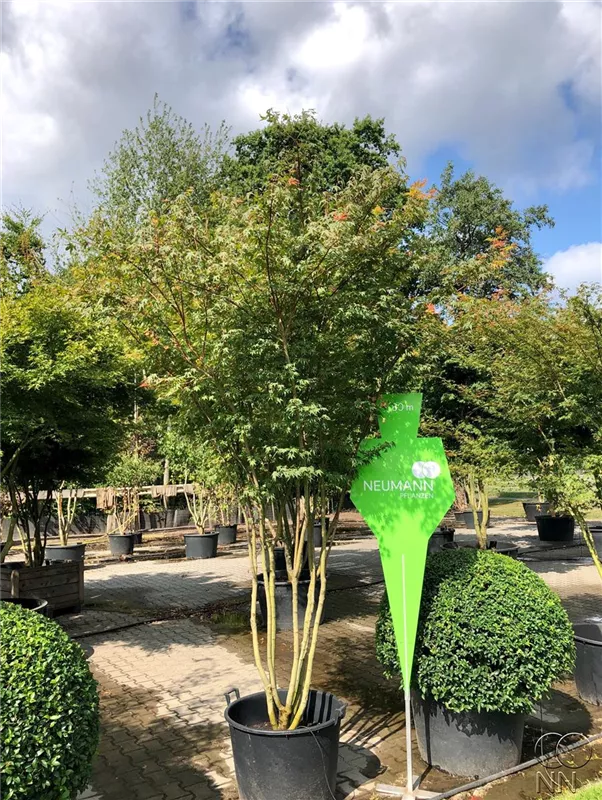 Acer palmatum