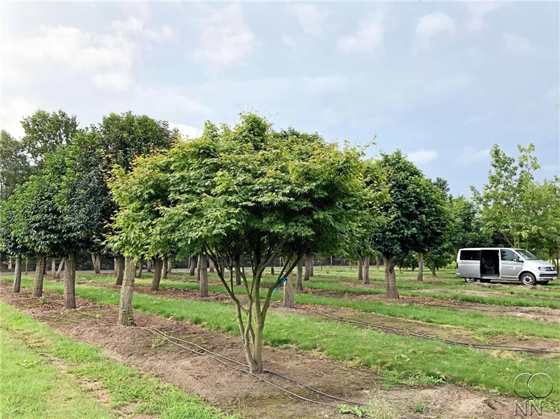 Acer palmatum
