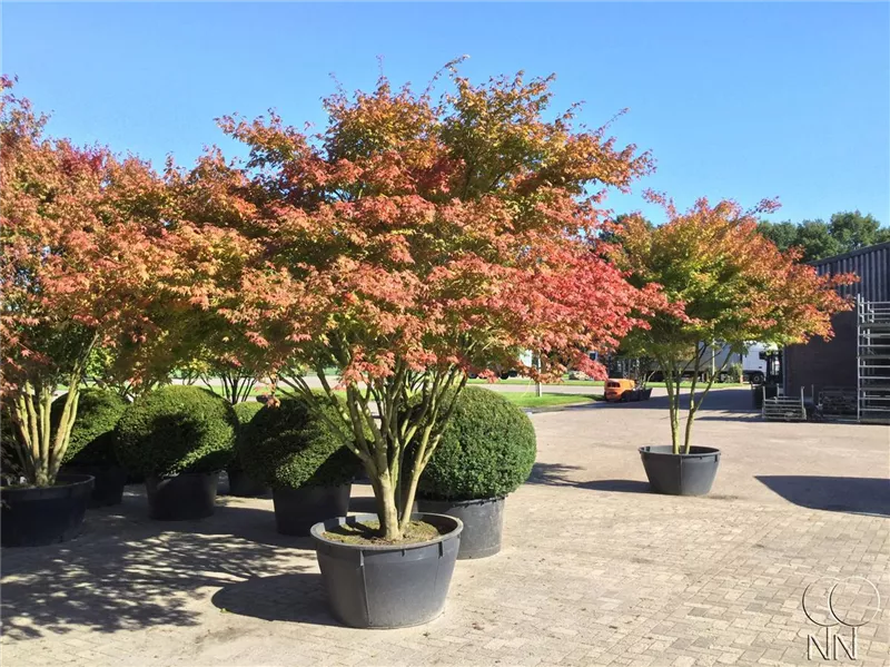 Acer palmatum
