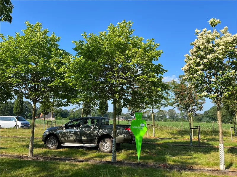 Platanus hispanica 'Alphens Globe'
