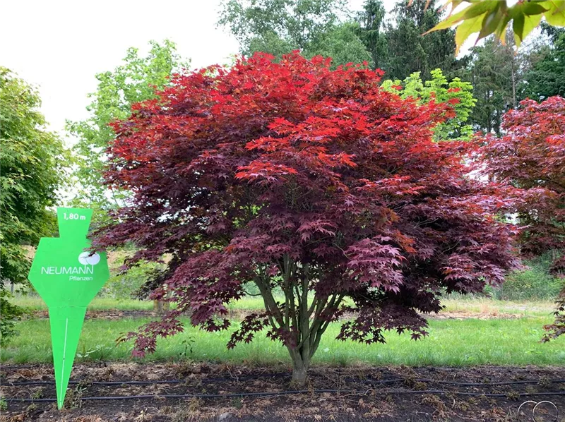 Acer palmatum 'Atropurpureum'