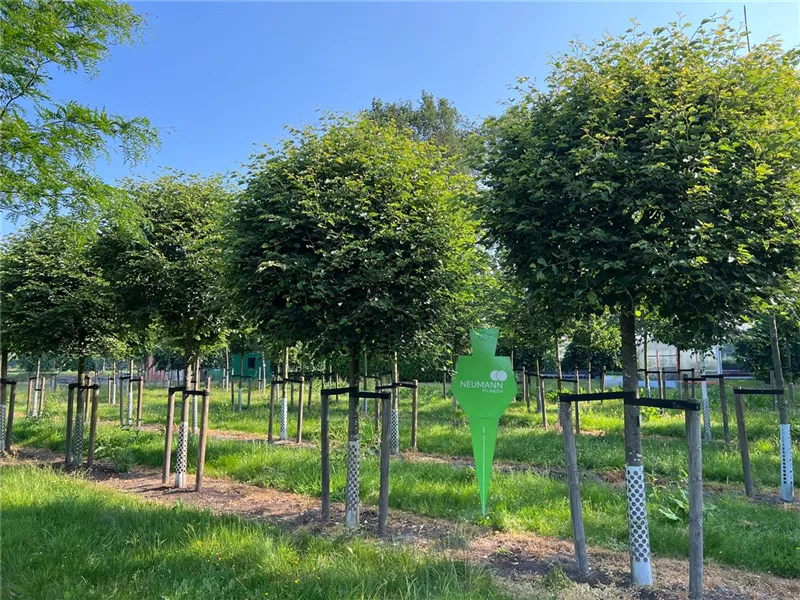 Tilia cordata 'Green Globe'