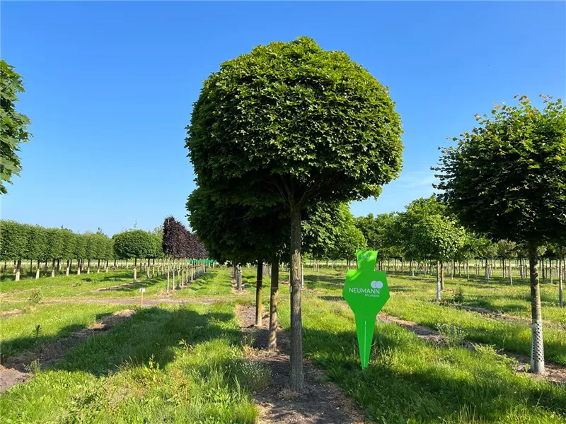 Quercus palustris 'Green Dwarf'