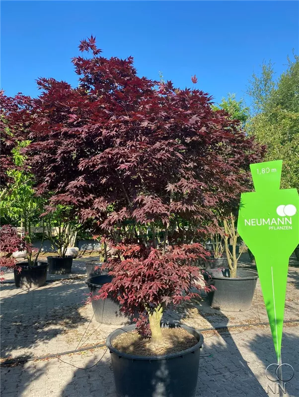 Acer palmatum 'Fireglow'