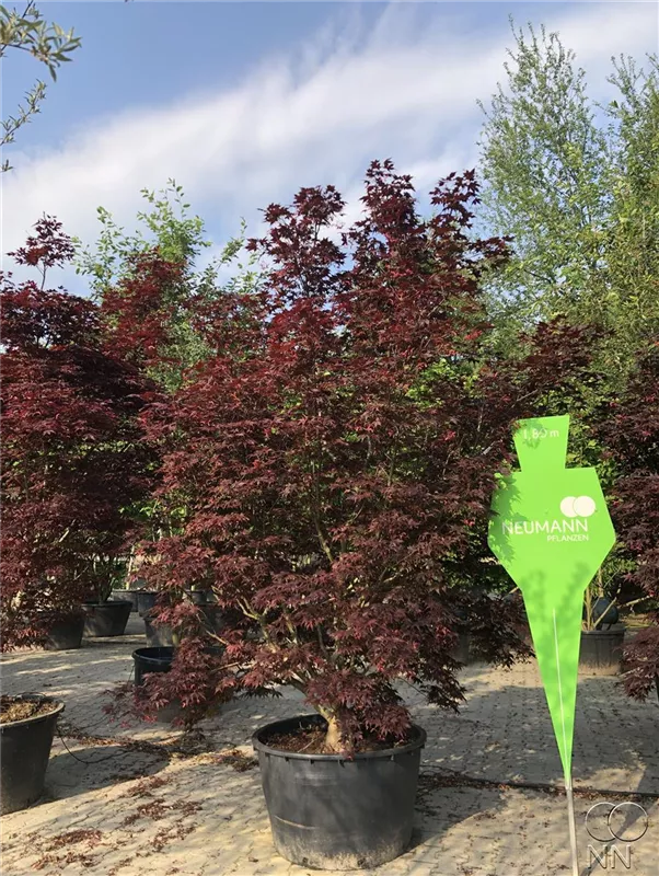 Acer palmatum 'Fireglow'