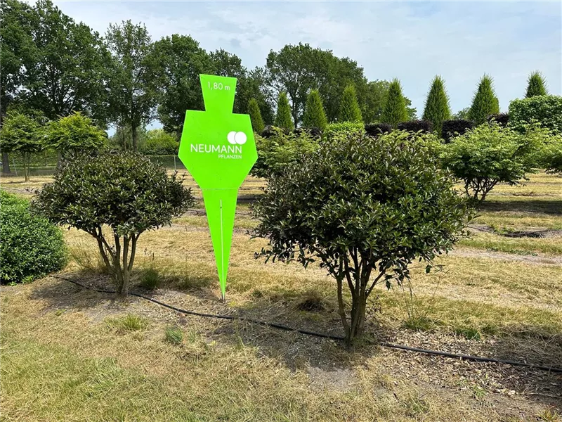 Osmanthus heterophyllus 'Purpureus'