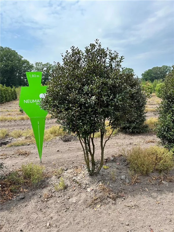 Osmanthus heterophyllus 'Purpureus'