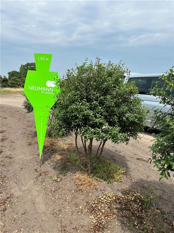 Osmanthus burkwoodii