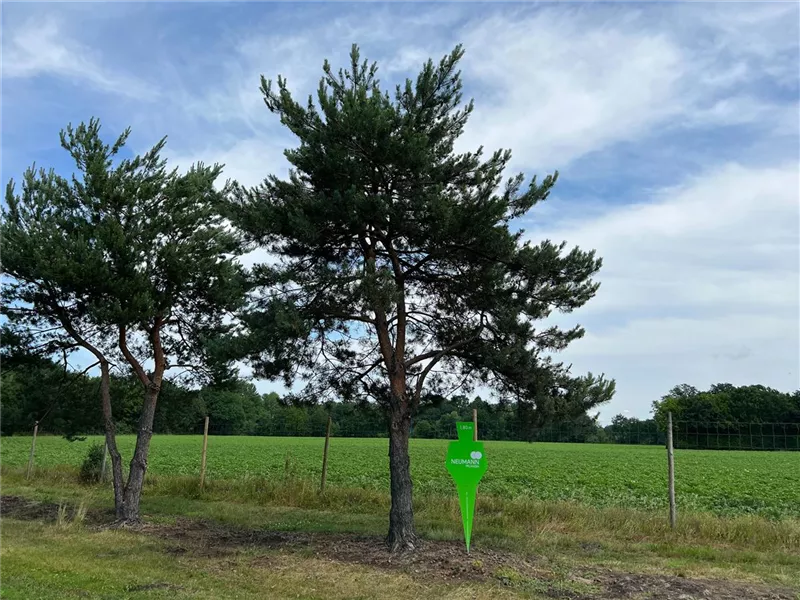 Pinus sylvestris