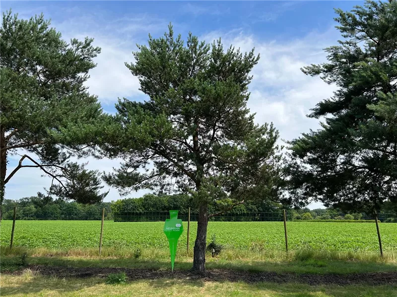 Pinus sylvestris