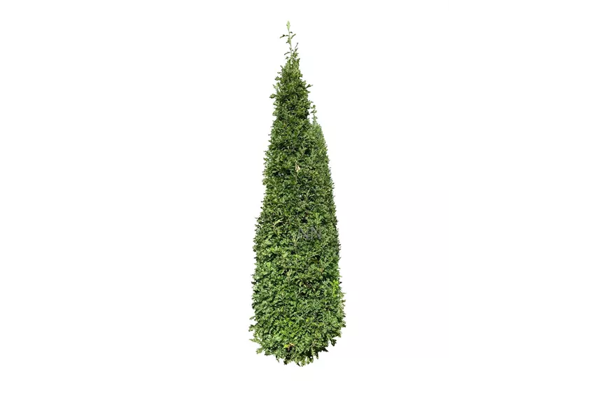 Eiche 'Crimson Spire'