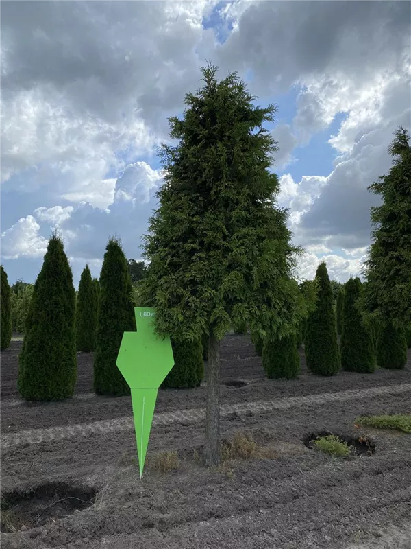 Thuja plicata 'Excelsa'