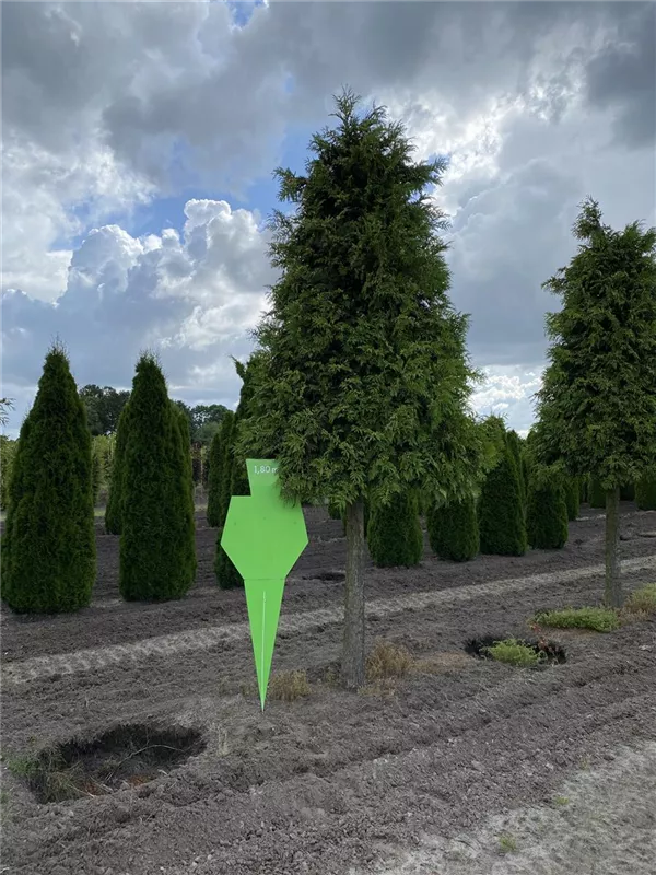 Thuja plicata 'Excelsa'