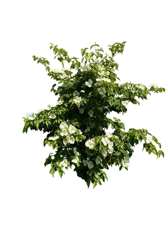 Cornus kousa 'Venus' -R-