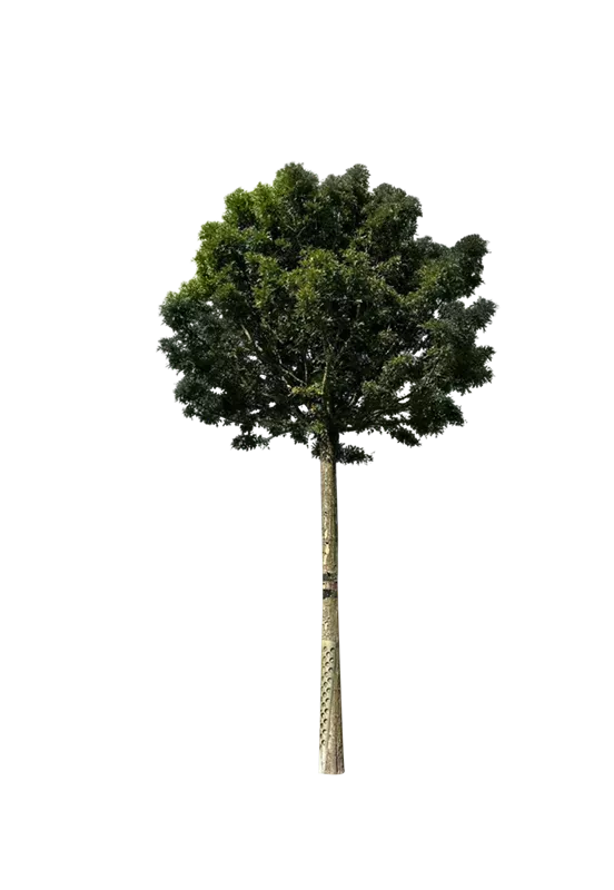 Crataegus monogyna 'Compacta'
