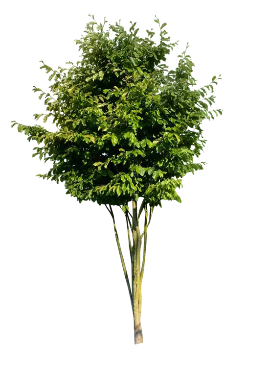 Parrotia persica 'Vanessa'