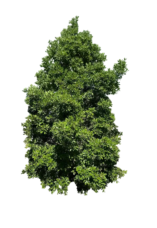 Quercus turneri 'Pseudoturneri'