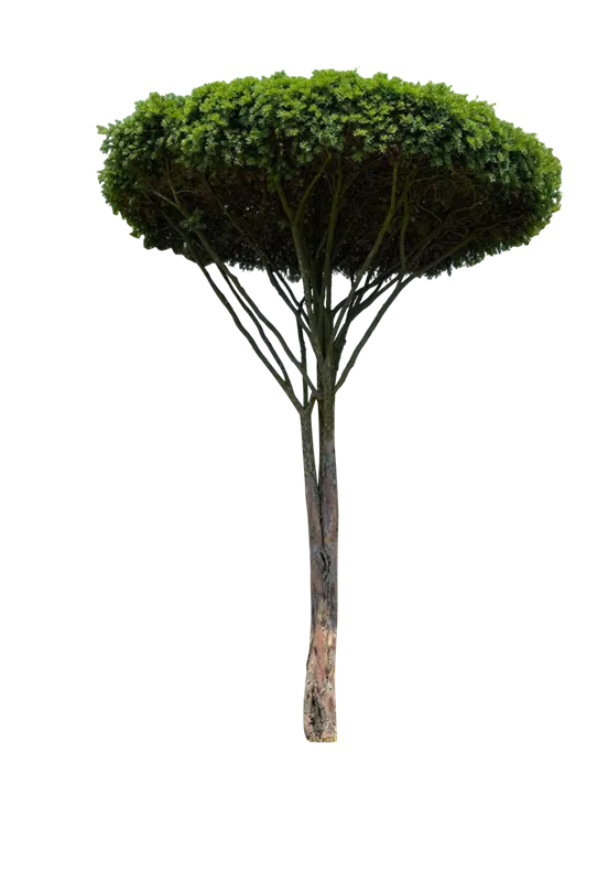 Taxus baccata