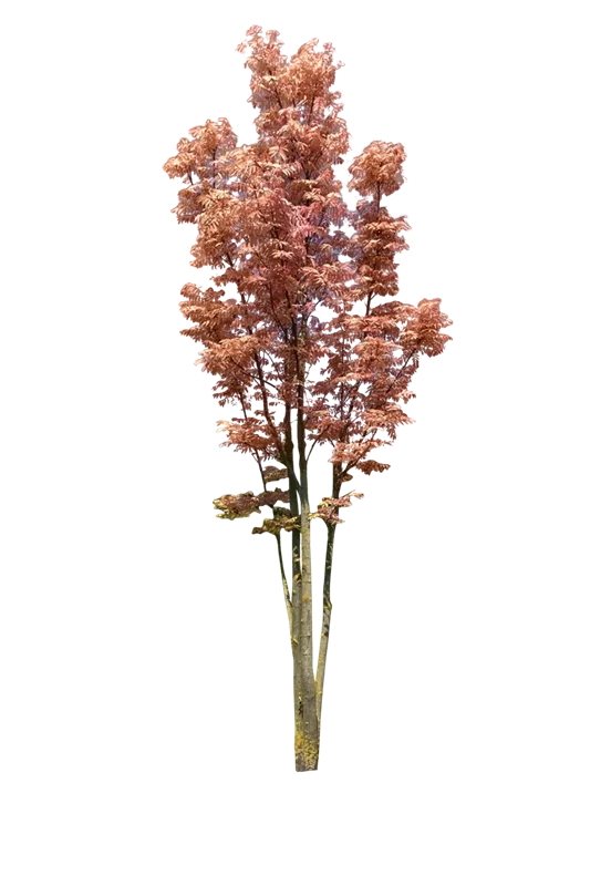 Toona sinensis 'Flamingo'