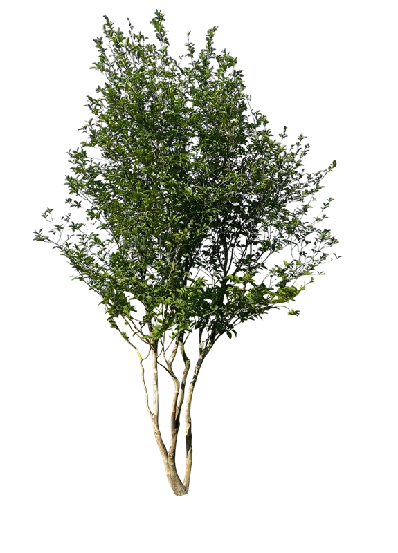 Stewartia pseudocamellia