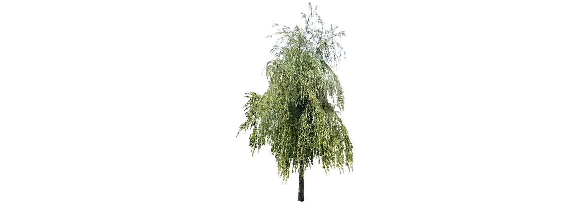 Salix_alba_Tristis_40-45 400-600 x 600-700_13_NeuPfl1