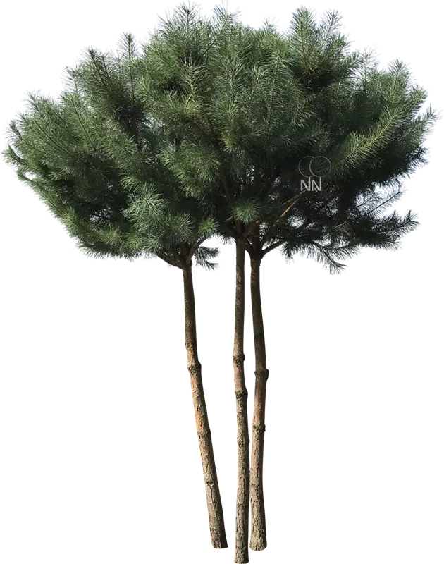Pinus sylvestris