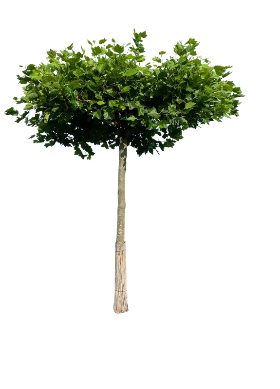 Platanus hispanica