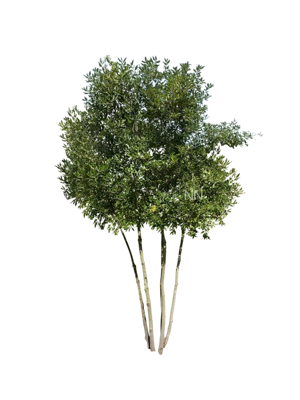 Quercus ilex