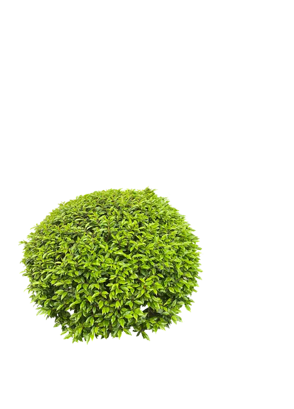 Prunus lusitanica 'Angustifolia'