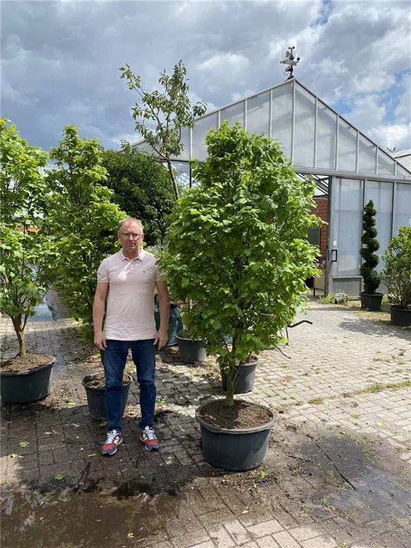Carpinus betulus 'Fastigiata Monument'