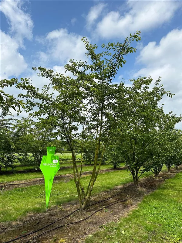 Prunus yedoensis