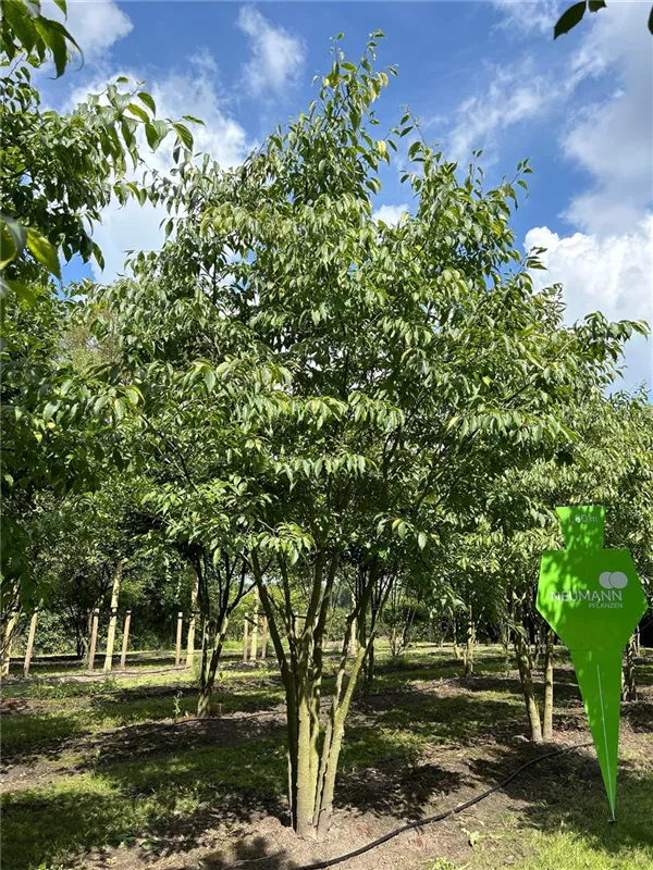 Celtis australis