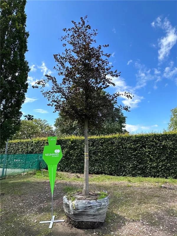 Fagus sylvatica purpurea