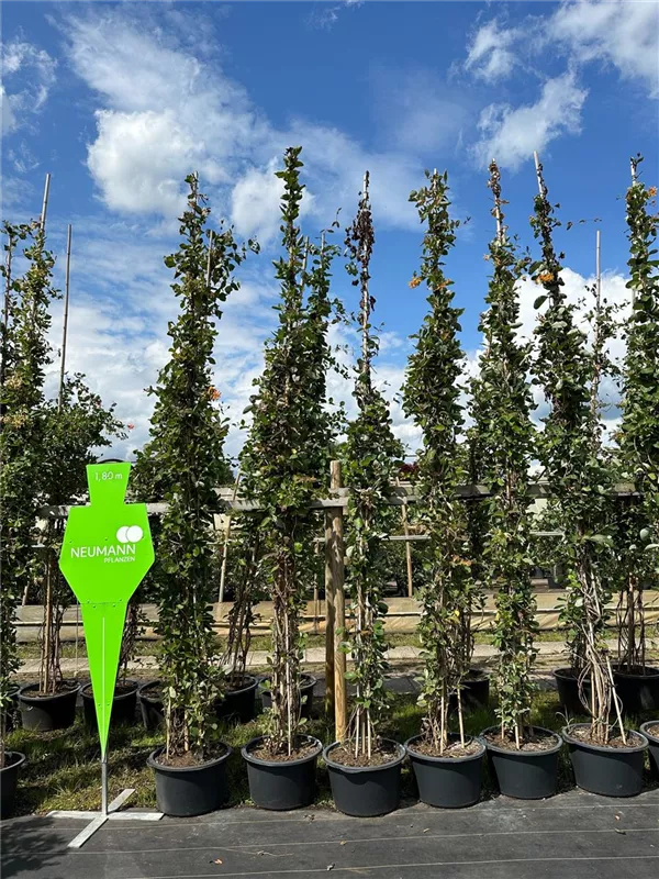 Lonicera tellmanniana