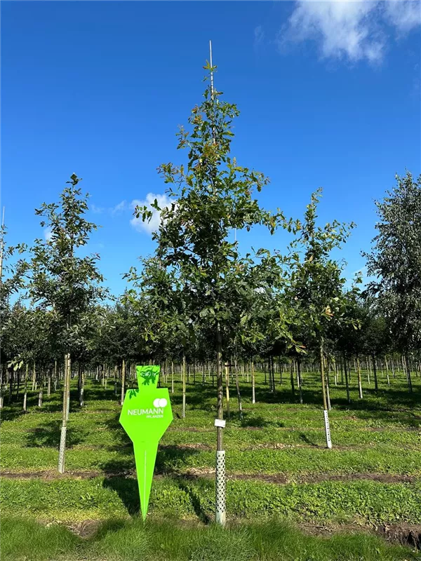 Quercus petraea