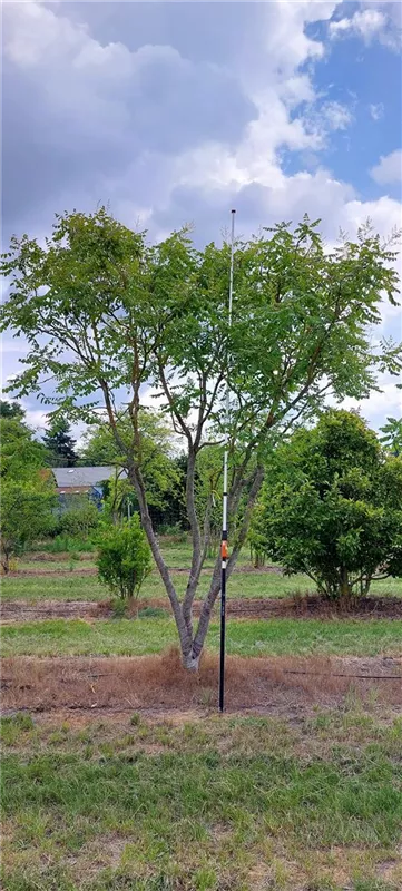 Koelreuteria paniculata
