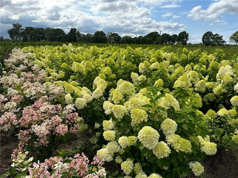 Hydrangea panic. 'Limelight' -S-