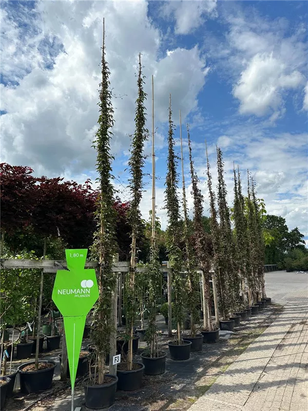 Clematis montana 'Rubens'