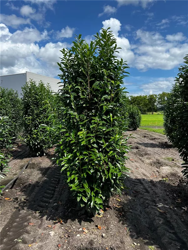 Prunus lauroc.'Genolia' -R-